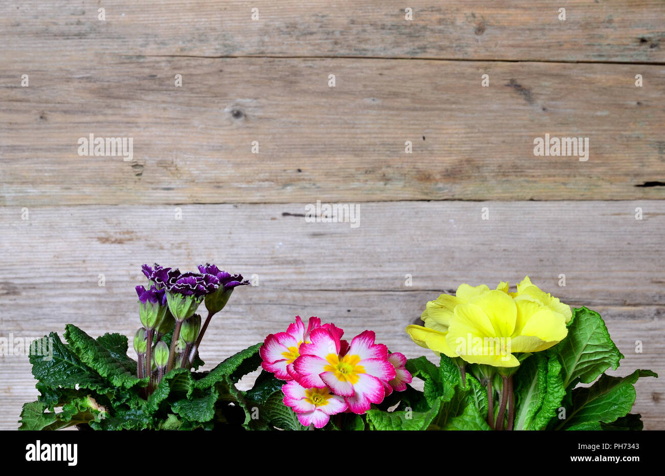 Frühjahr Holz Hintergrund Ostern Blumen Stockfoto