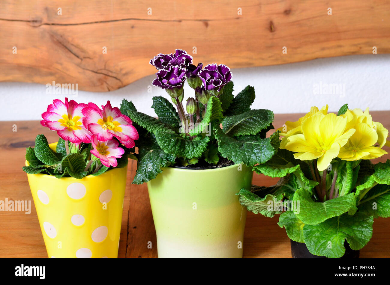 Frühjahr Holz Hintergrund Ostern Blumen Stockfoto
