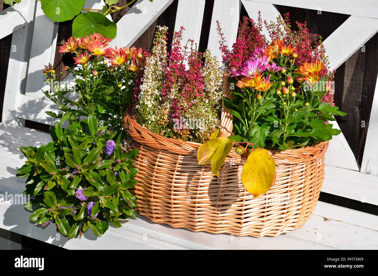 Bunte Herbst Garten Warenkorb Stockfoto