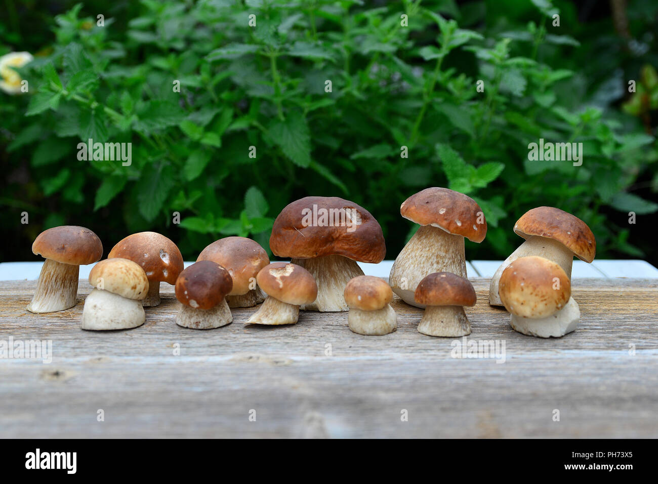 Steinpilze in den Korb in den Wald Stockfoto