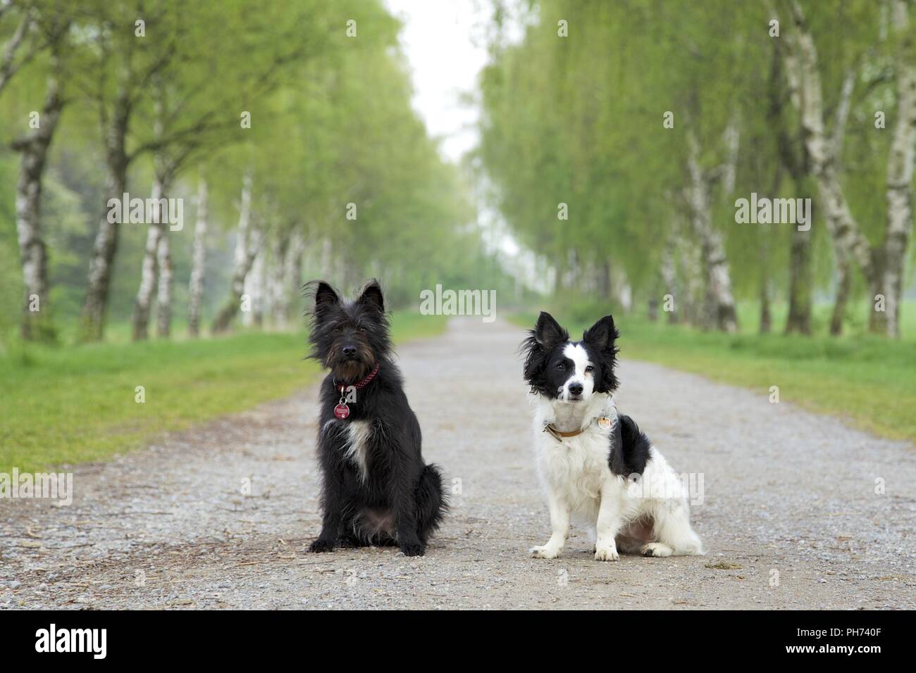 Spanische Straßenhunde in deutschland Stockfoto