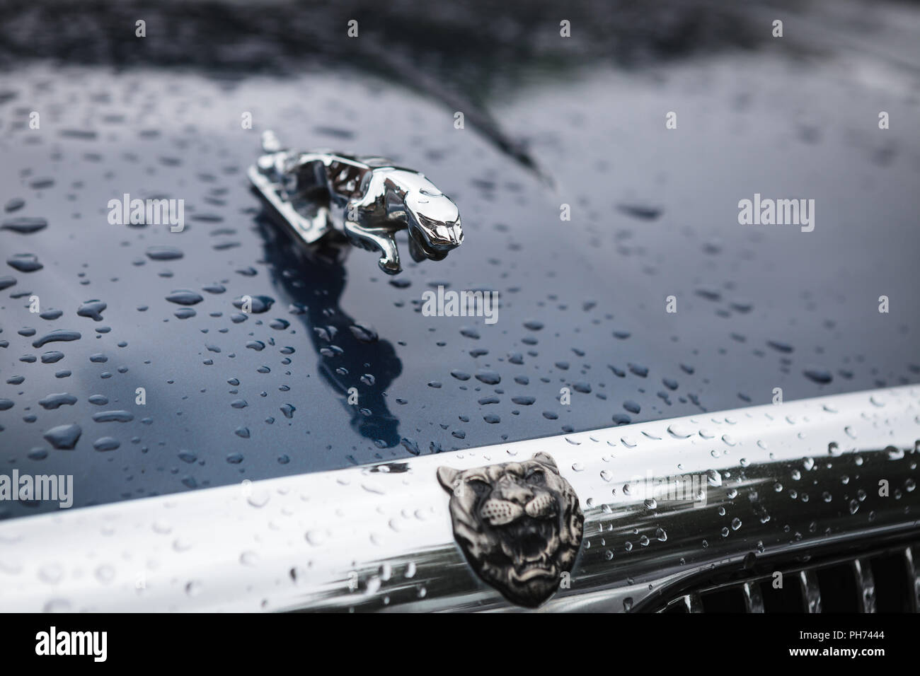 Warschau, Polen - 25. August 2018: Kühlerfigur (Springen) auf einem Jaguar Jaguar. . Gegründet 1922 Jaguar ist eine britische Luxus-PKW-Hersteller Stockfoto