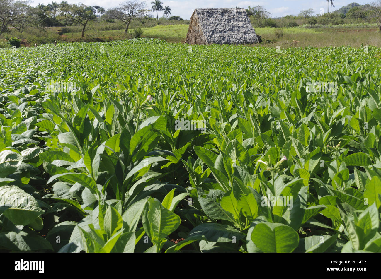 Tabak Plantage im Tal von Vinales, Kuba. Stockfoto