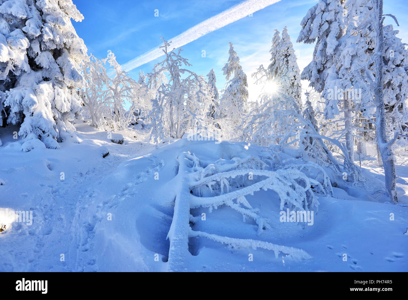 Winter Landschaft Wald Schnee Skifahren Stockfoto