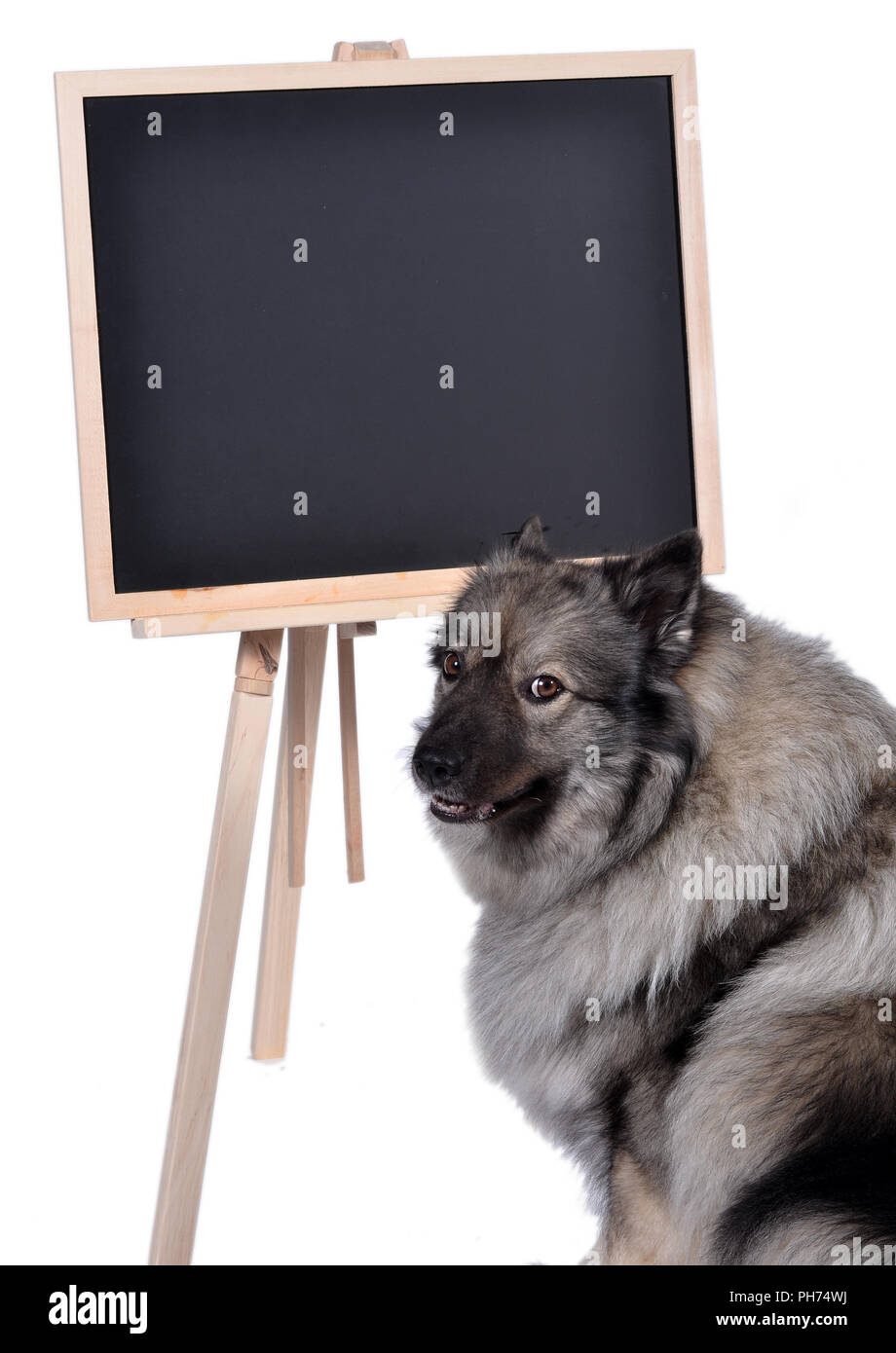 Hund Gehorsam School board Schule Stockfoto