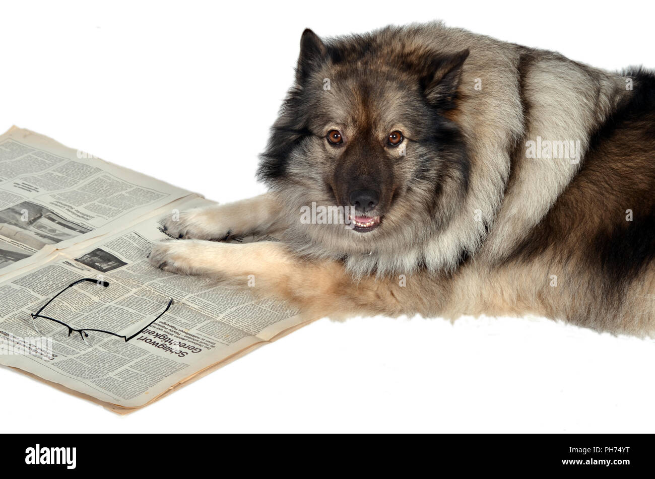 Spitz Hund Stockfotos und bilder Kaufen Alamy
