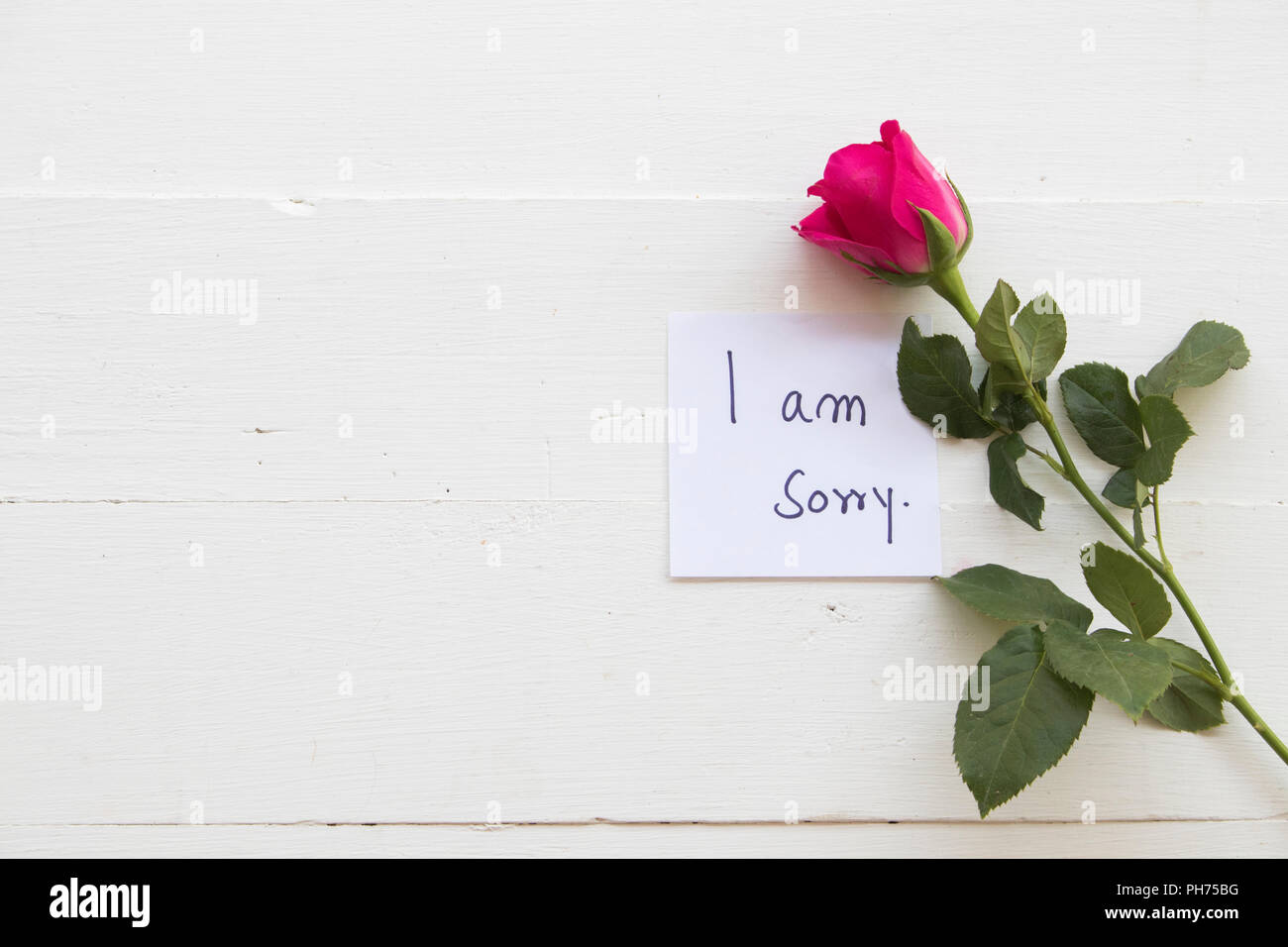 Es tut mir leid Nachricht Karte Handschrift mit roter Rose Blume auf Hintergrund weiß Holz Stockfoto