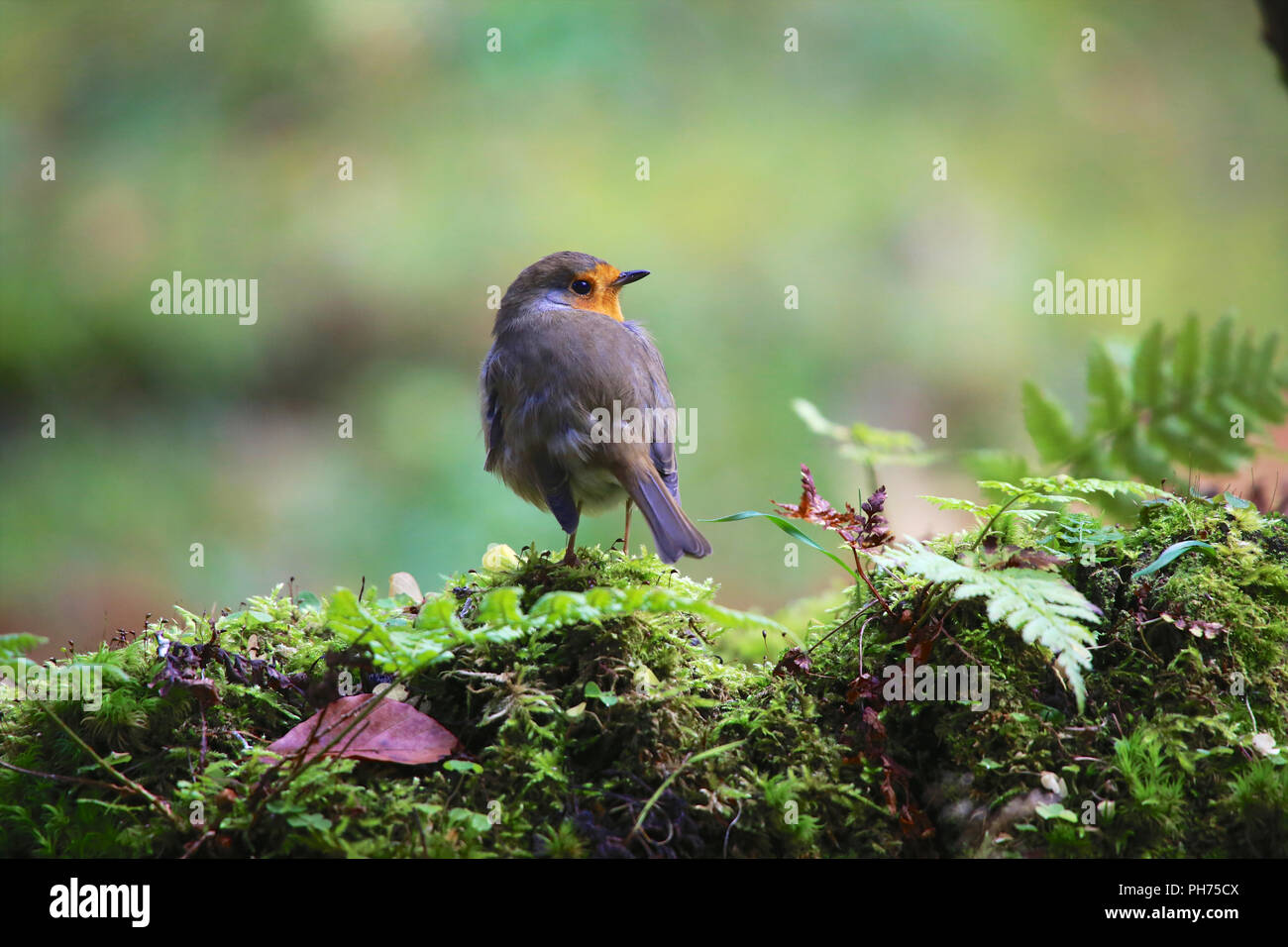 Rouge Gorge Stockfoto