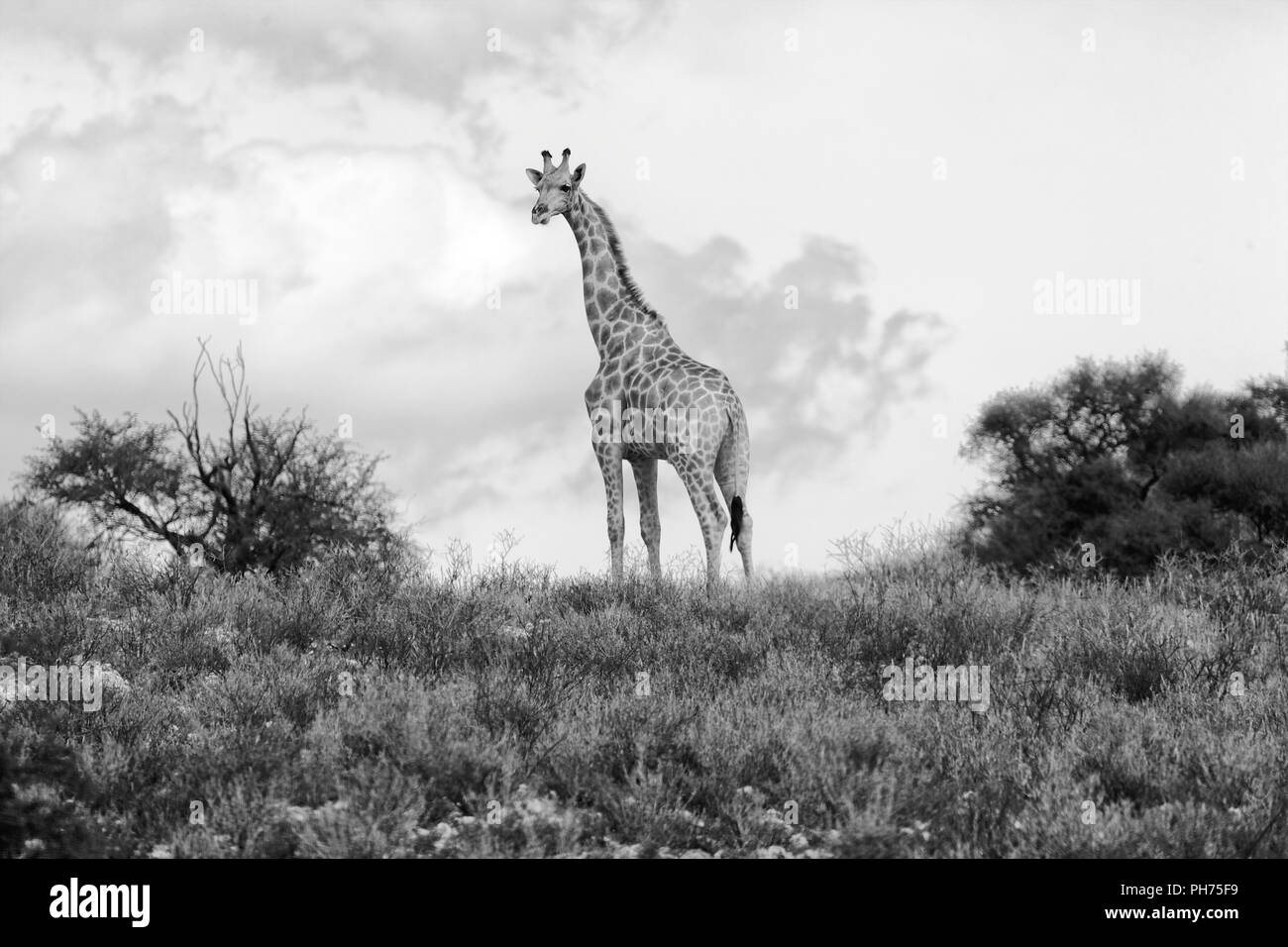 Giraffe im Kgalagadi Transfrontier National Park Stockfoto