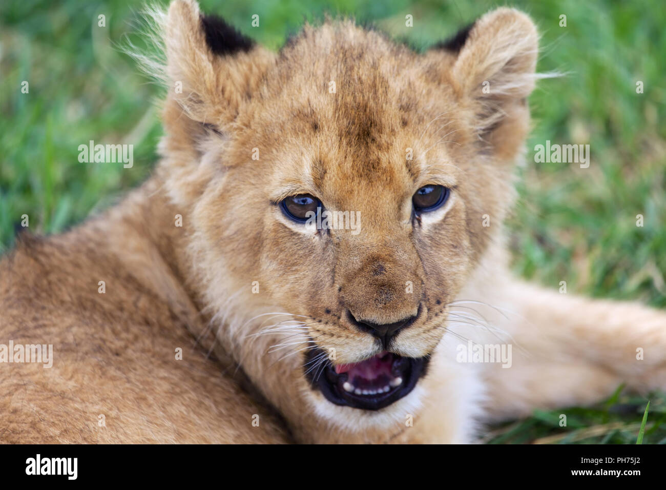 Ein Baby Löwe im Kruger National Park Stockfoto