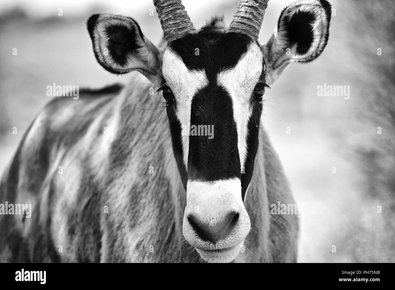 Portrait von Oryx im kgalagadi Stockfoto