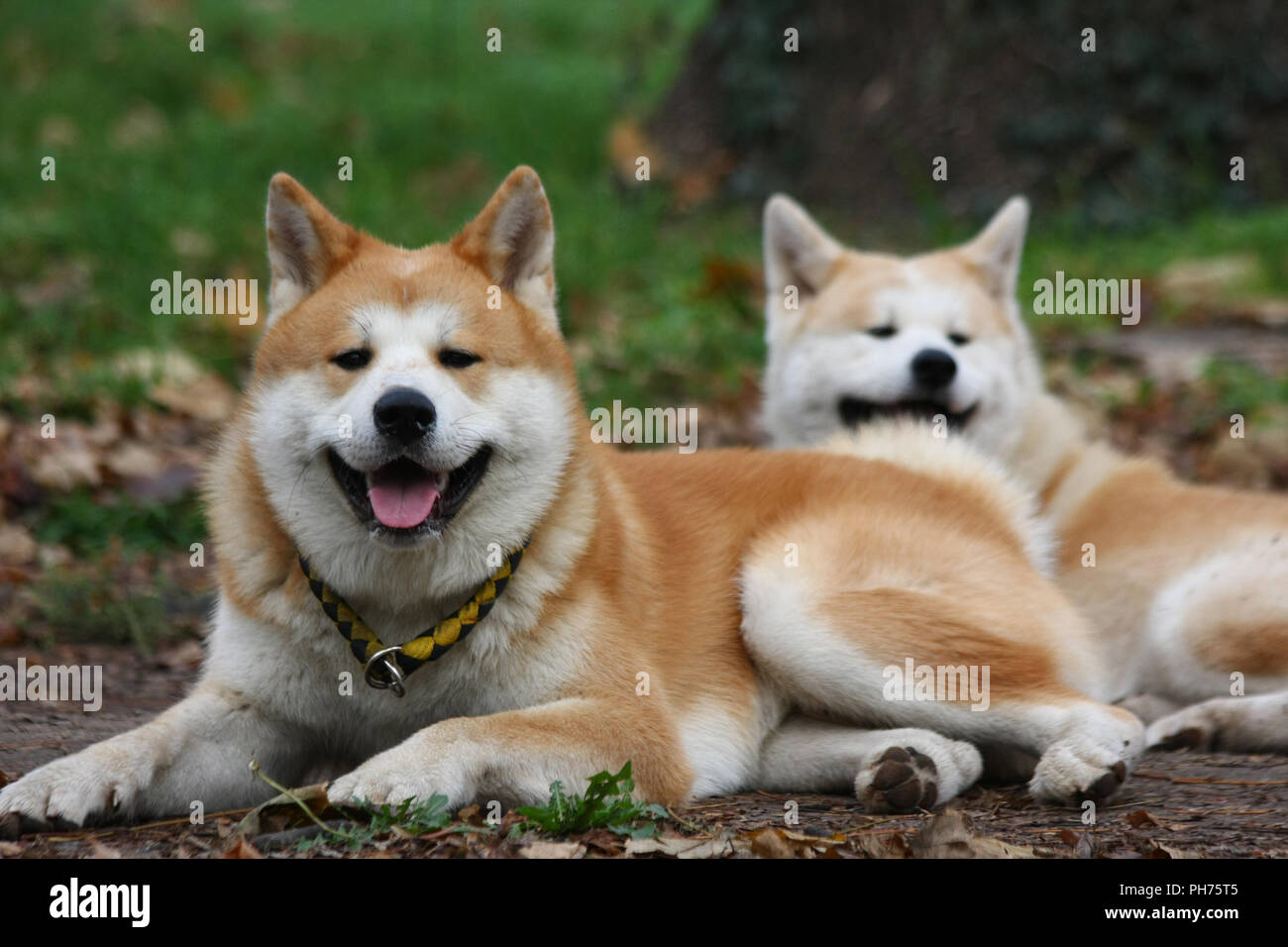 Akita Hunde in öffentlichen Park Stockfoto