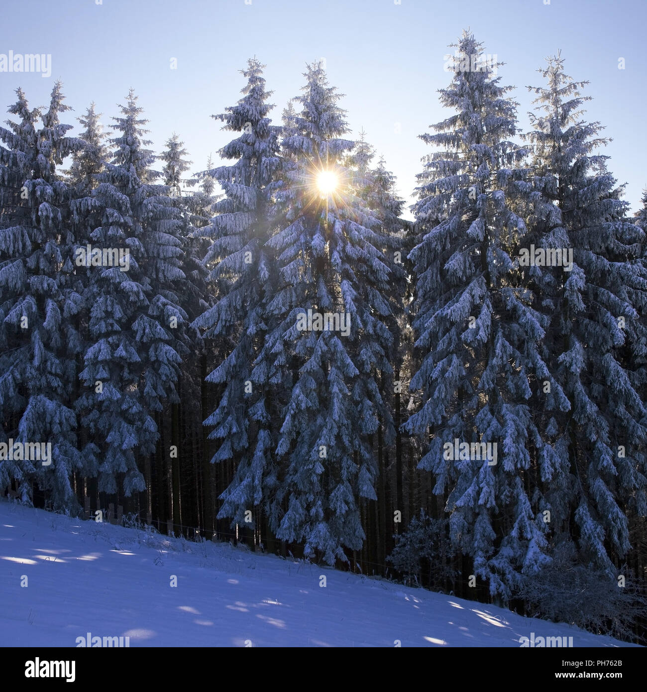 Verschneiten Nadelwald in der Nähe von Wildewiese im Gegenlicht, Deutschland, Nordrhein-Westfalen, Sauerland Stockfoto