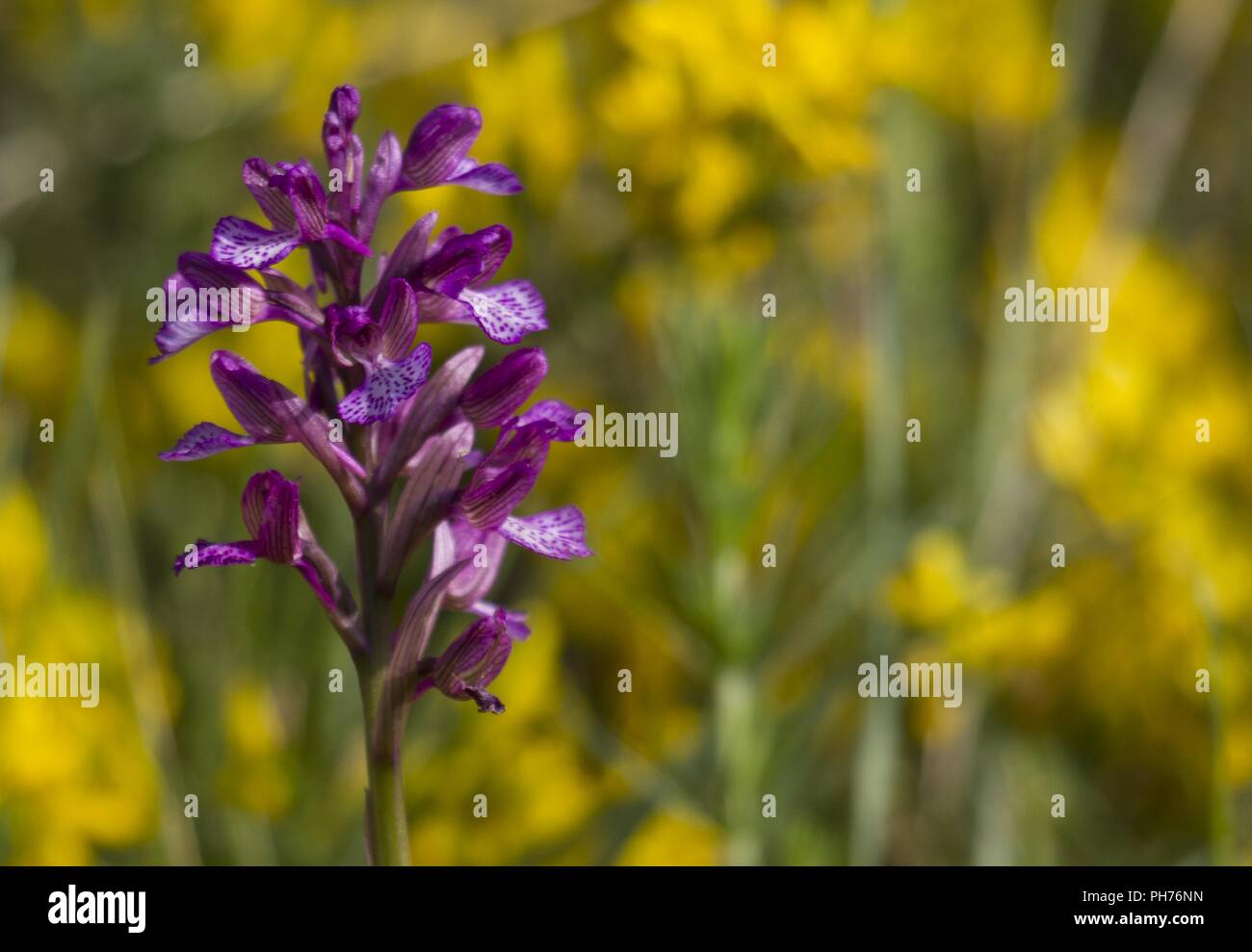 Blau Metzger Orchidee in Studen Kladenets, Bulgarien Stockfoto