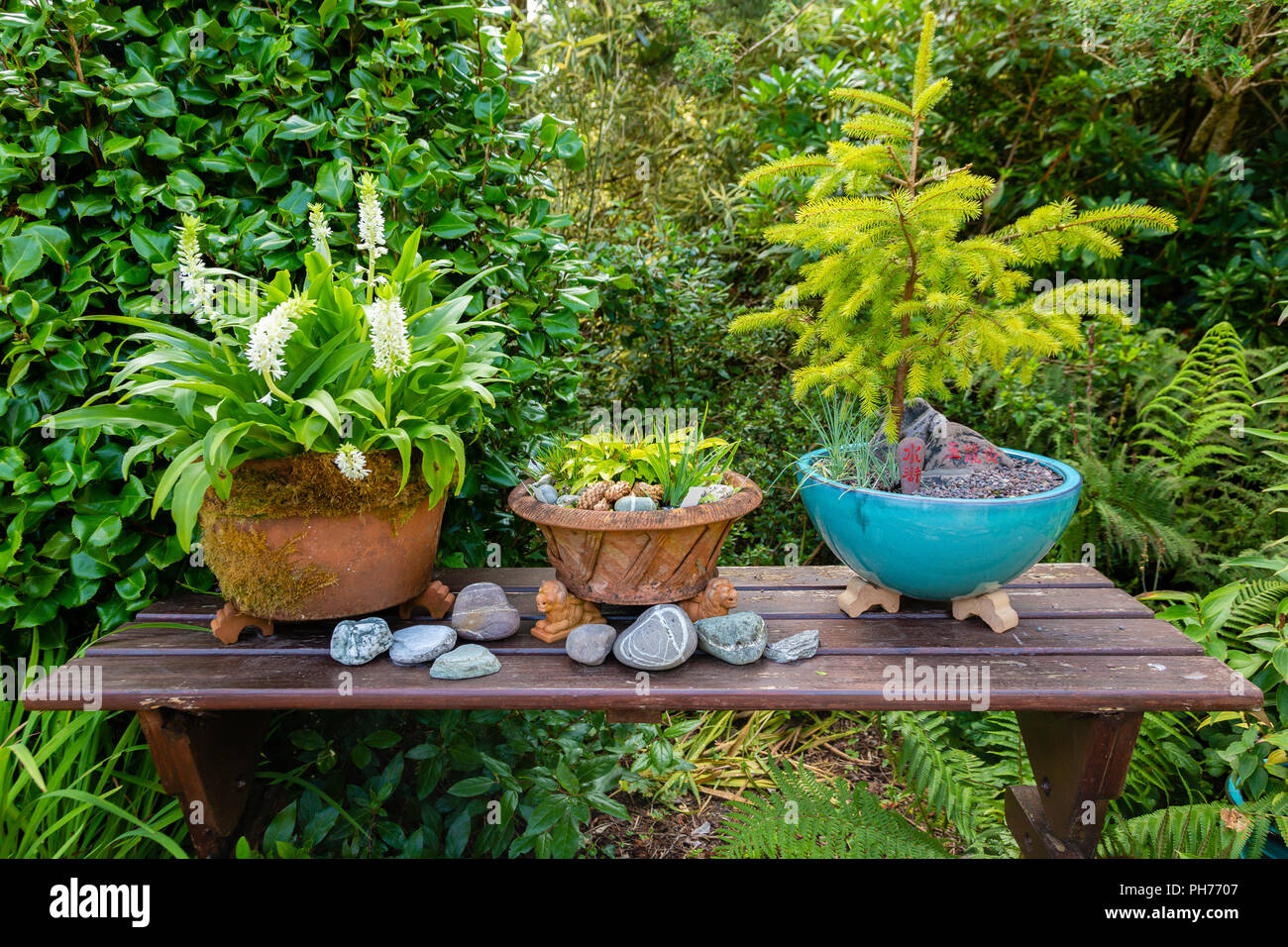 Bonsai Pflanzen in Pflanzmaschinen draußen im Garten am Tisch, Irland  Stockfotografie - Alamy