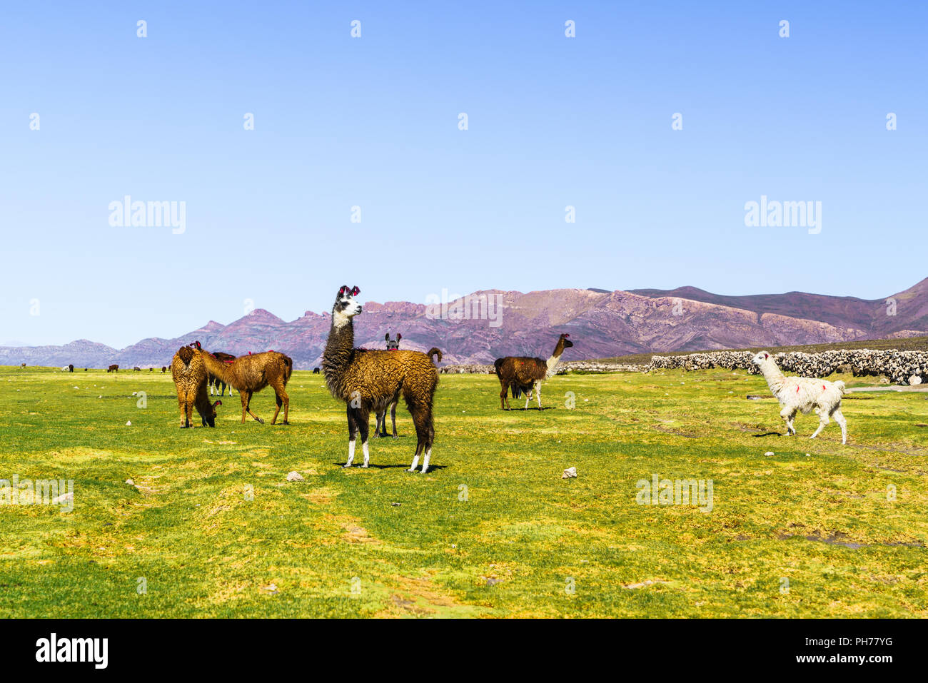 Herde Lamas Beweidung auf Coqueza Dorf Stockfoto