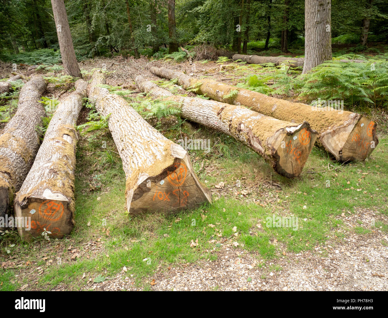 Eiche Bäume in der gewerblichen Forstwirtschaft liegen auf dem Waldboden im New Forest Hampshire England Großbritannien Stockfoto