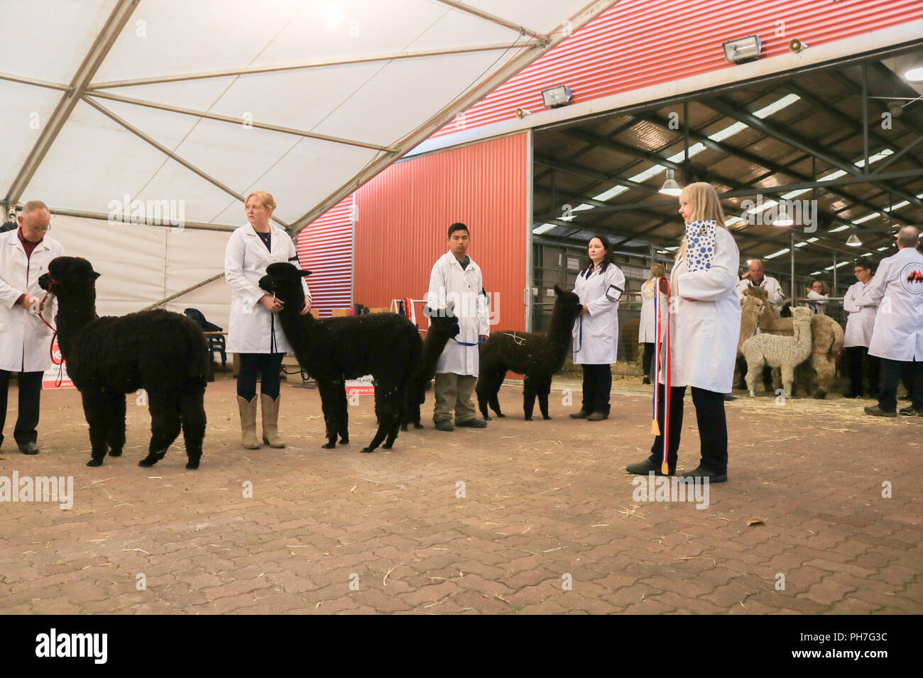 Adelaide Australien. 31. August 2018. Das Royal Adelaide Show die jährliche landwirtschaftliche Veranstaltung von der Königlichen landwirtschaftlichen und gartenbaulichen Gesellschaft von South Australia Ausführen öffnet sich an der Showgrounds ab 31. August-9. September präsentiert lokalen Wettbewerben produzieren, kochen, Tiere, Fahrten, Essen und Unterhaltung und urteilend Vieh Credit: Amer ghazzal/Alamy leben Nachrichten Stockfoto