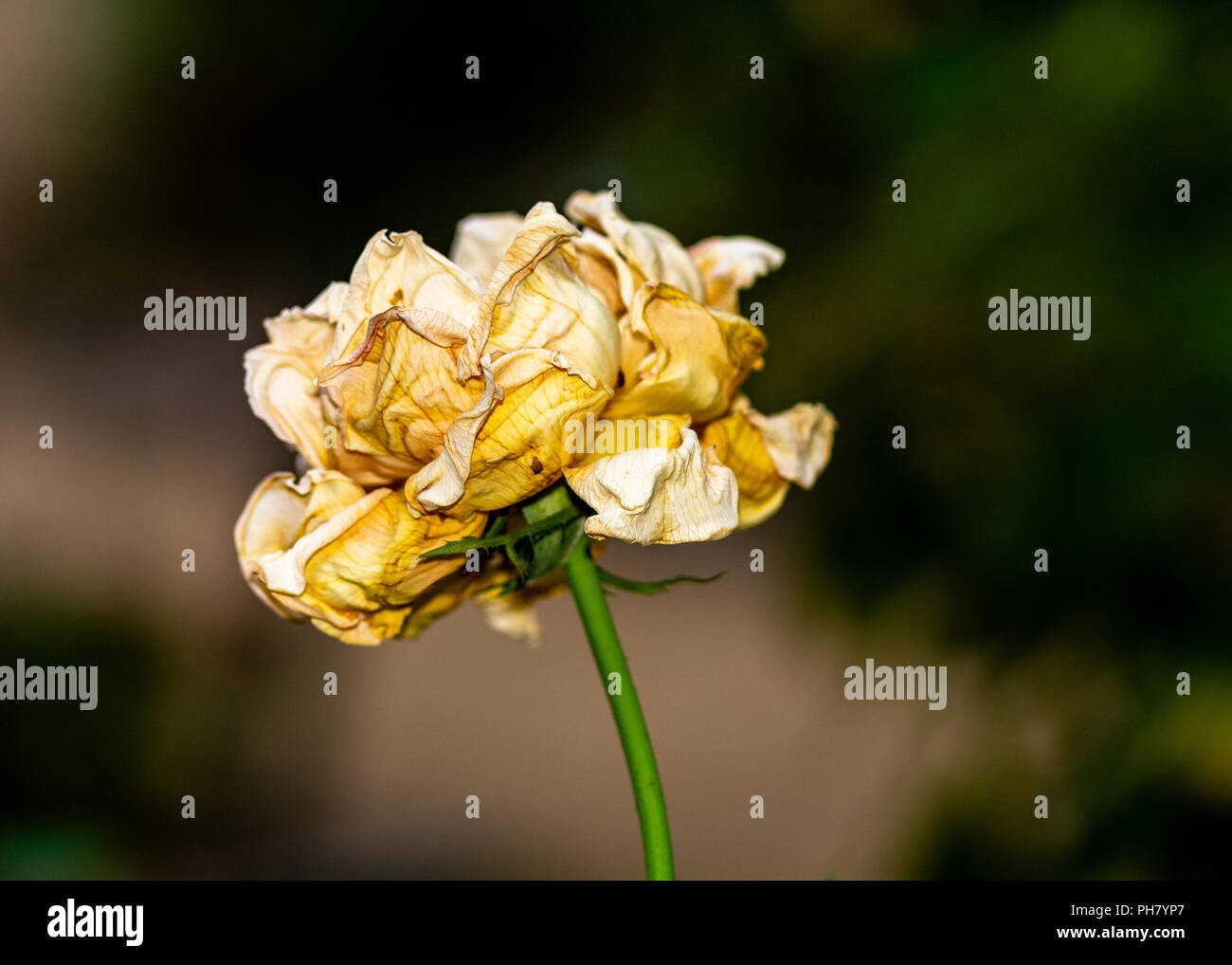 Closeup- und Seitenansicht des Sterbens welke rose zur Erinnerung an die saddness und die Einsamkeit des Alters und Welkes liebe ich - mit viel copyspace Stockfoto