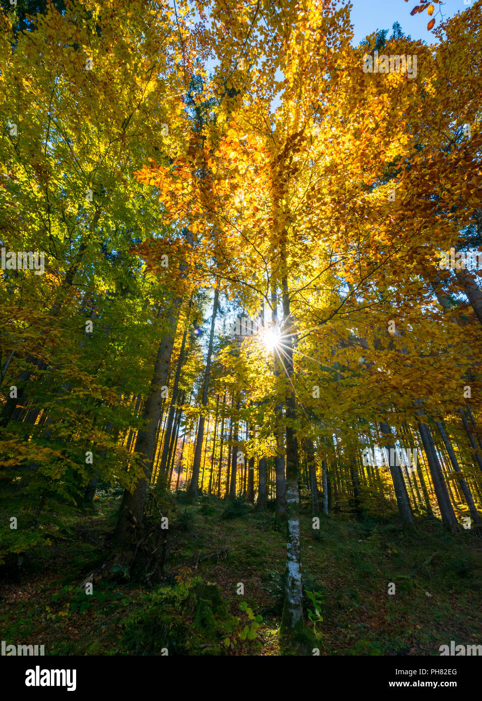 Sonne scheint durch farbenfrohe Blätter im Herbst, Wald im Herbst, Walchensee, Oberbayern, Bayern, Deutschland Stockfoto