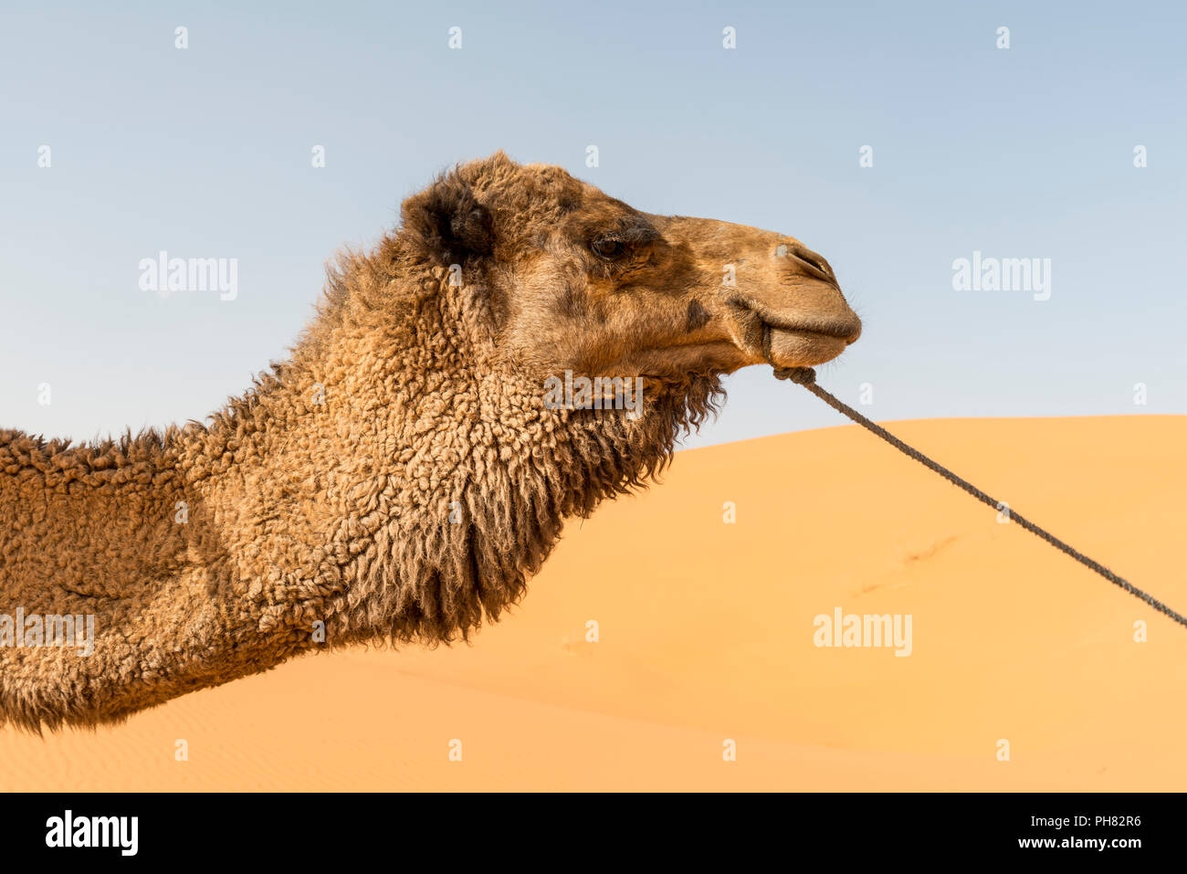 Dromedar (Camelus dromedarius), Tier Portrait, Erg Chebbi, Merzouga, Sahara, Marokko Stockfoto