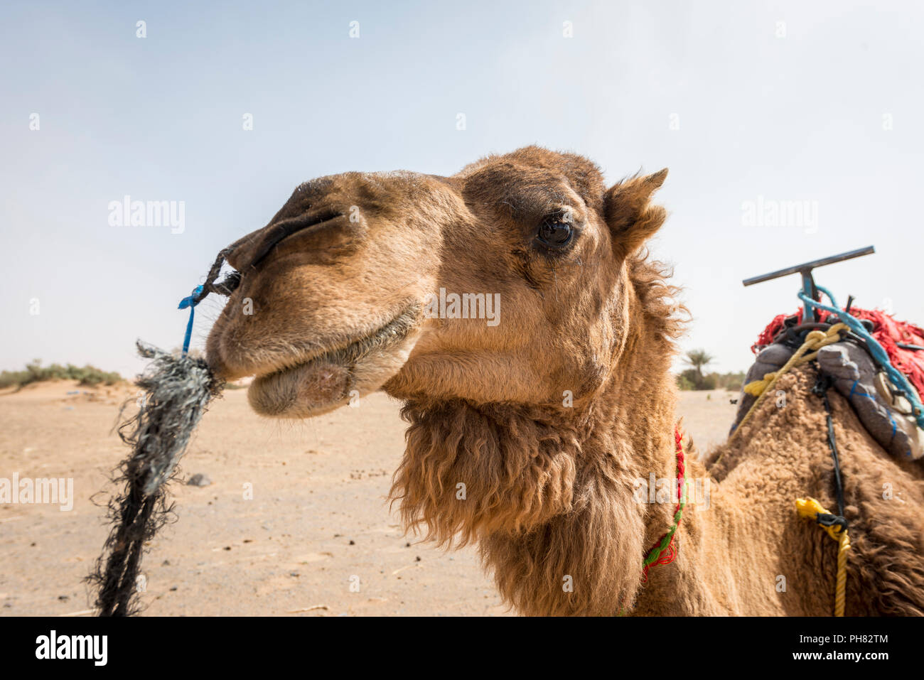 Dromedar (Camelus dromedarius), Tier Portrait, Erg Chebbi, Merzouga, Sahara, Marokko Stockfoto
