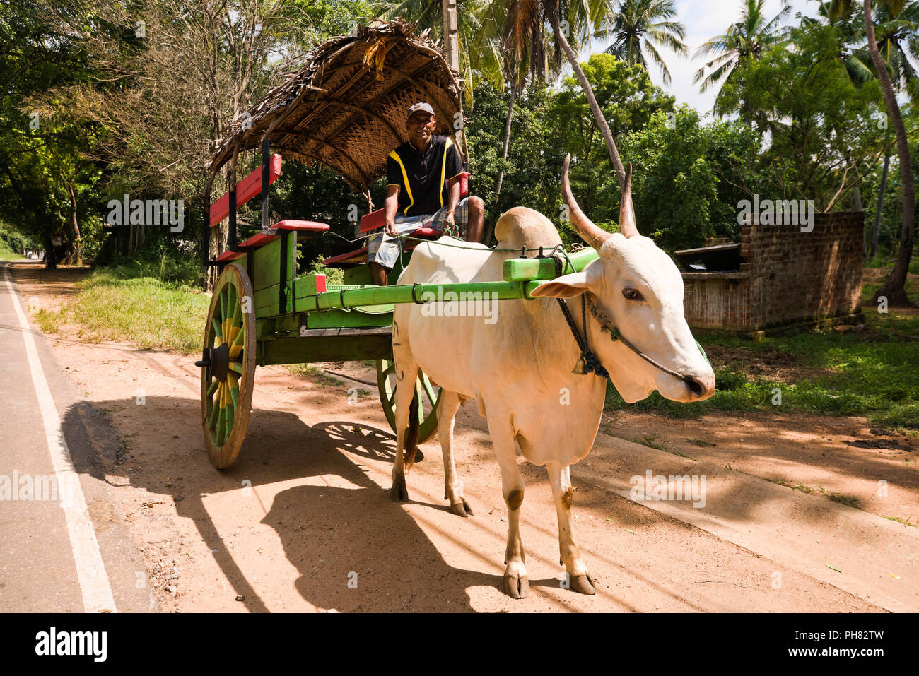 Horizontale vertikale Ansicht eines Ochsen gezogenen Wagen in Sri Lanka. Stockfoto