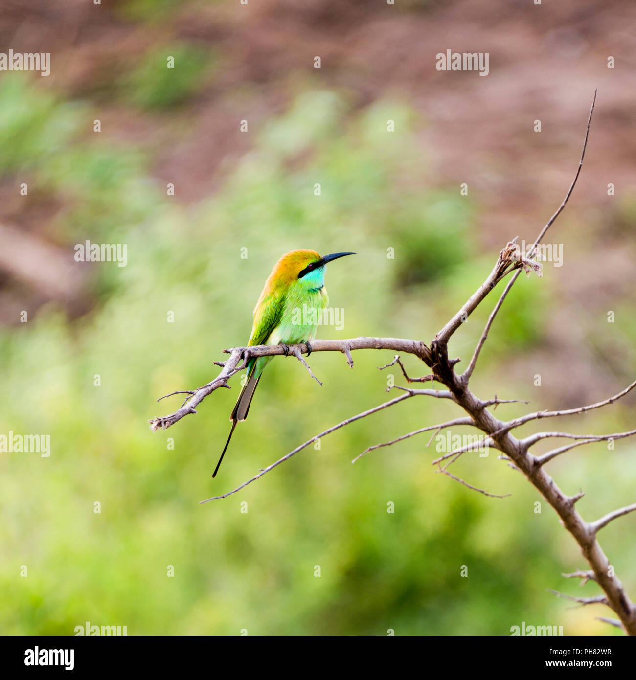 Blick auf den Platz einer Schwalbe-tailed Bienenfresser. Stockfoto