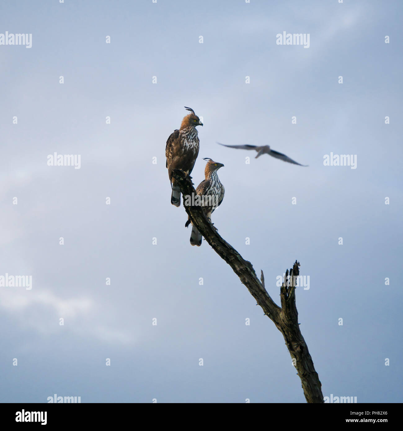 Blick auf den Platz der Crested oder veränderbaren Hawk - Adler in einem Baum gehockt. Stockfoto