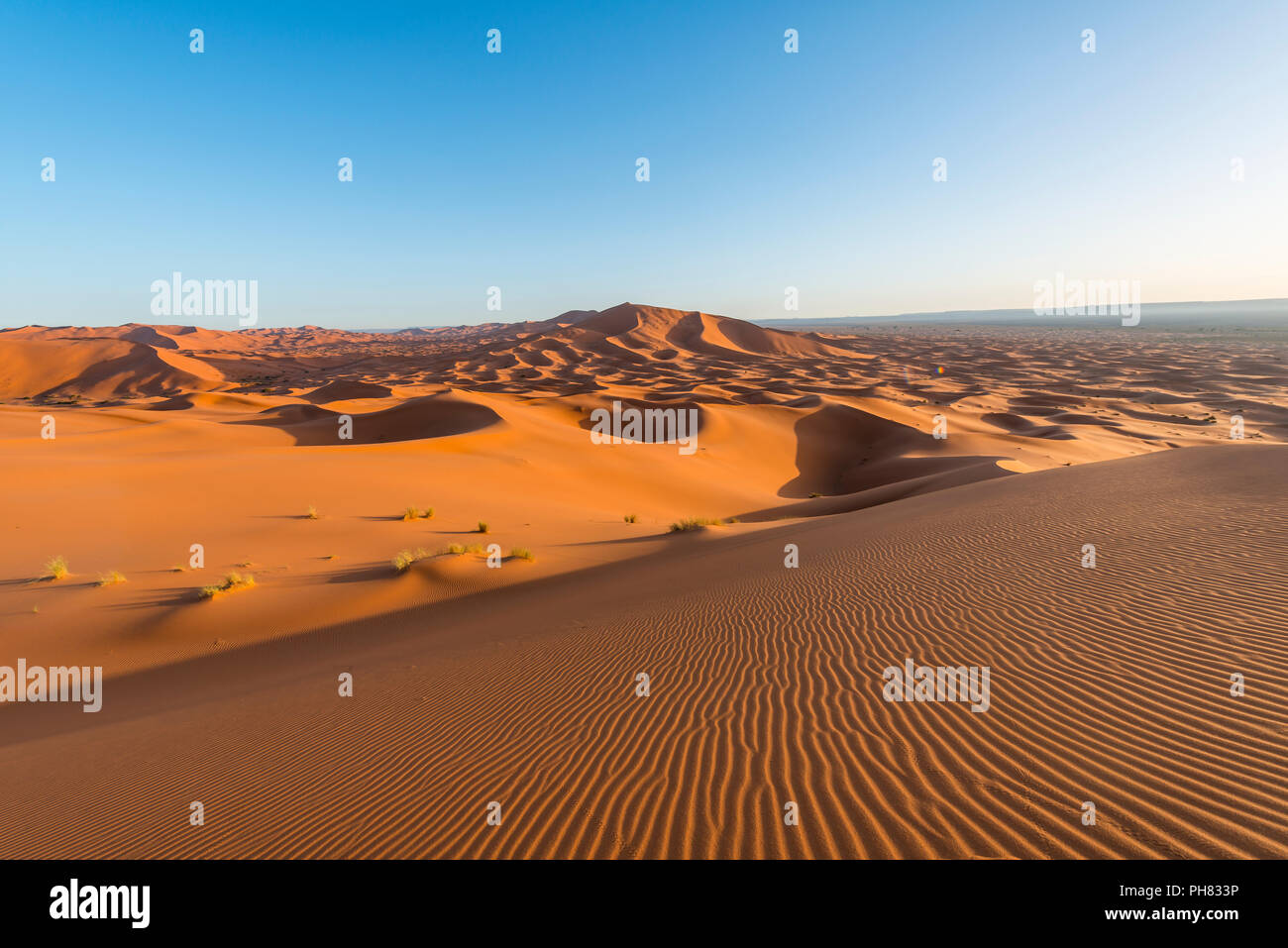 Rote Sanddünen in der Wüste, dünenlandschaft Erg Chebbi, Merzouga, Sahara, Marokko Stockfoto