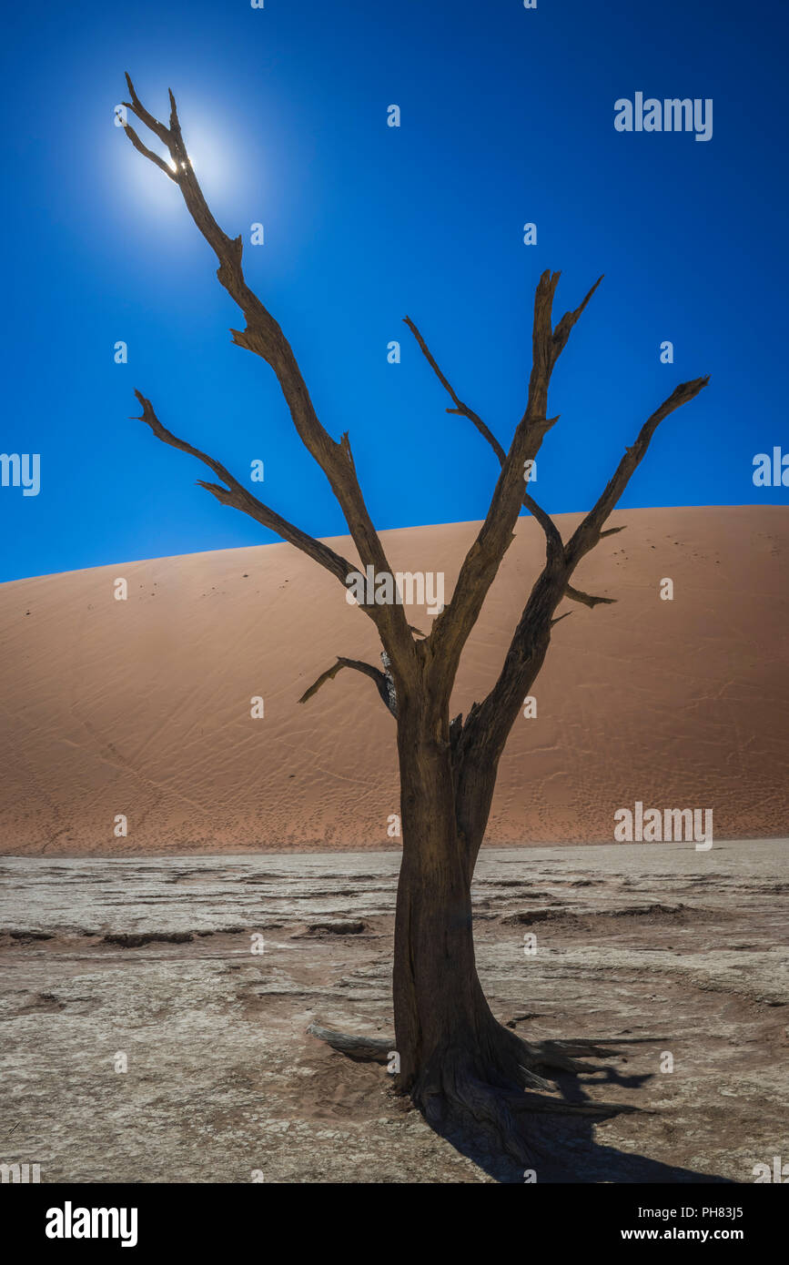 Tot camelthorn Baum (Acacia Erioloba) vor der Sanddünen, Dead Vlei, Sossusvlei, Namib Wüste Namib Naukluft National Park Stockfoto