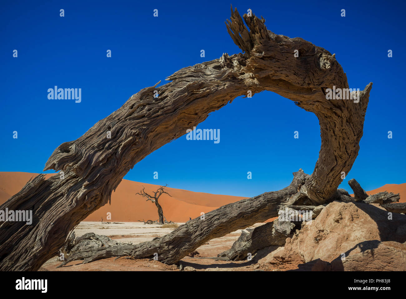 Tot camelthorn Baum (Acacia Erioloba) vor der Sanddünen, Dead Vlei, Sossusvlei, Namib Wüste Namib Naukluft National Park Stockfoto