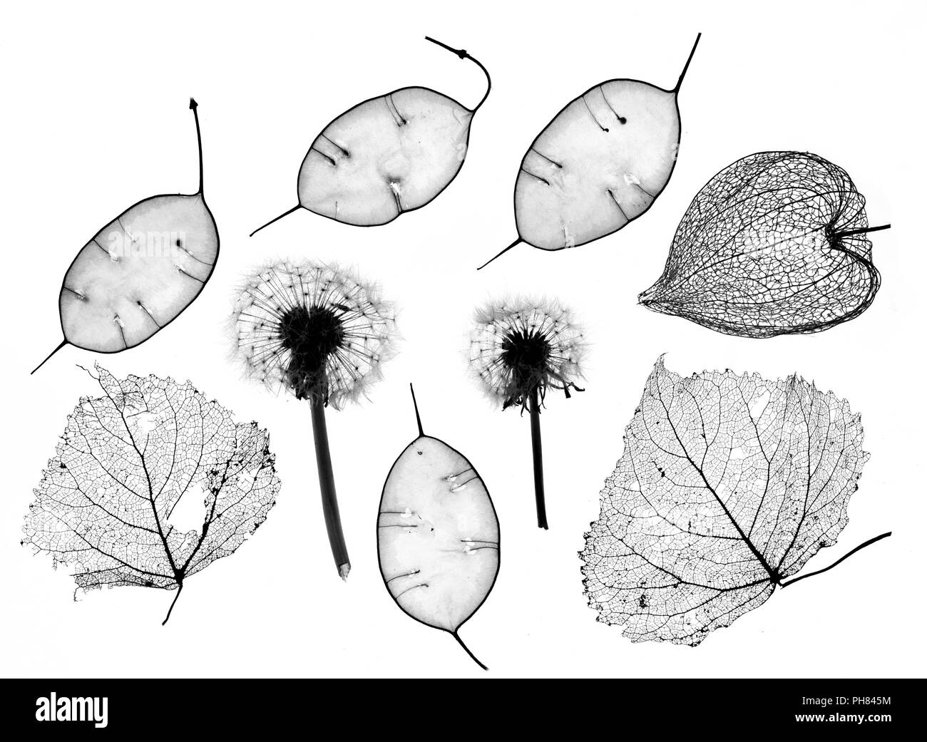 Ehrlichkeit Samen, Lampions, Löwenzahn und Skelett Blätter Stockfoto