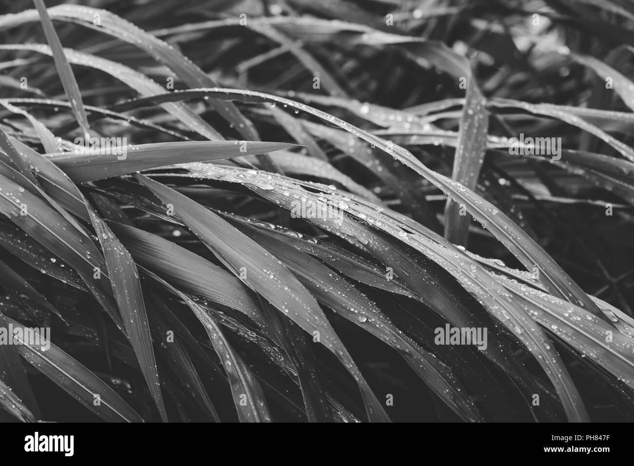 Makrofotografie von nassem Gras nach regen. Schwarz und Weiß. Stockfoto