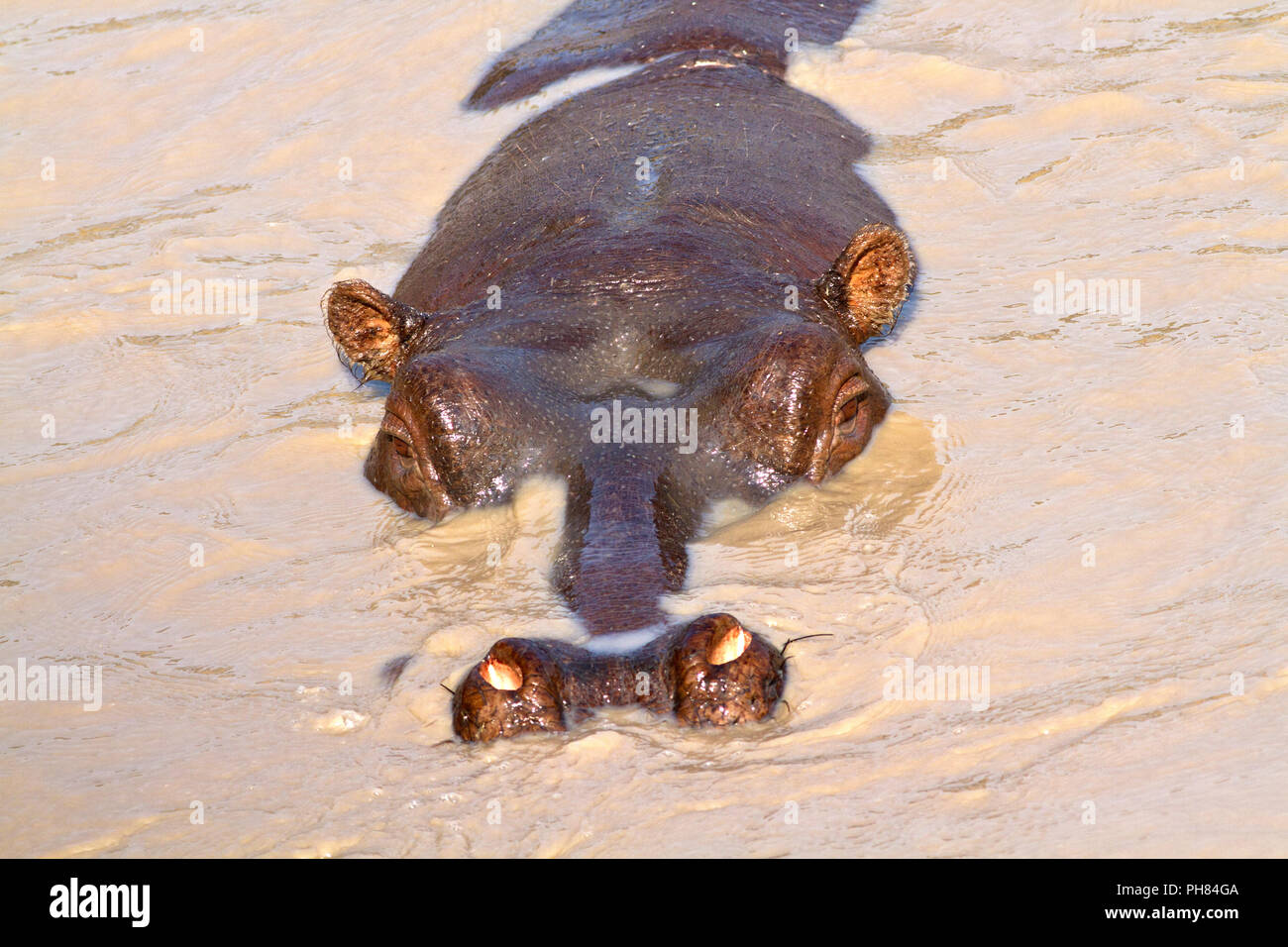 Ein semi-versenkt Hippo zeigt die klassischen Anpassung eines aquatischen Tier durch Ohren, Augen und Nase oben auf seinen Kopf so, dass die Wenigsten Stockfoto