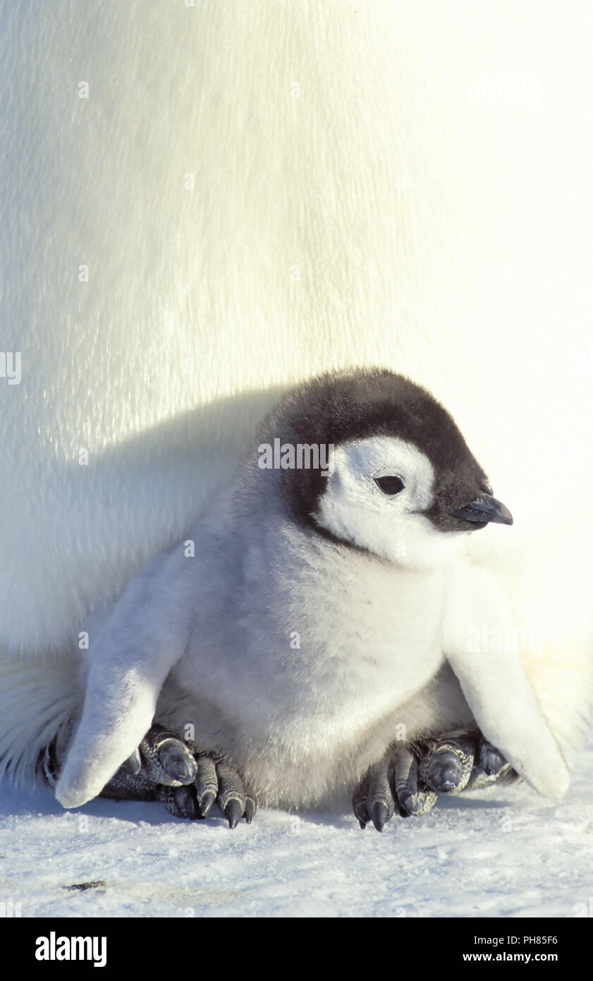 Kaiser Pinguin, Kaiserpinguin, Aptenodytes forsteri, Stockfoto