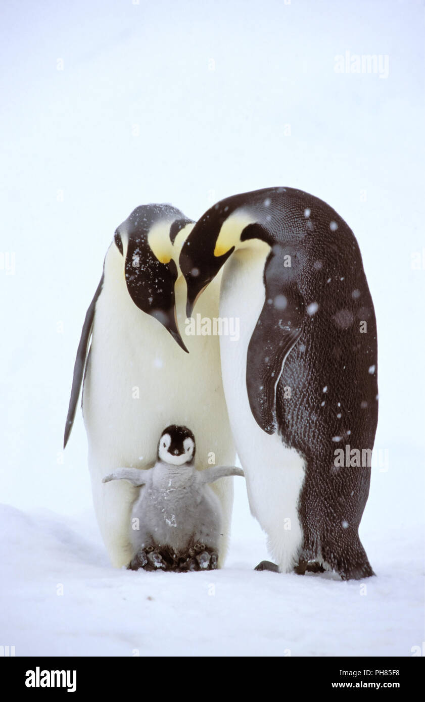 Kaiser Pinguin, Kaiserpinguin, Aptenodytes forsteri, Stockfoto