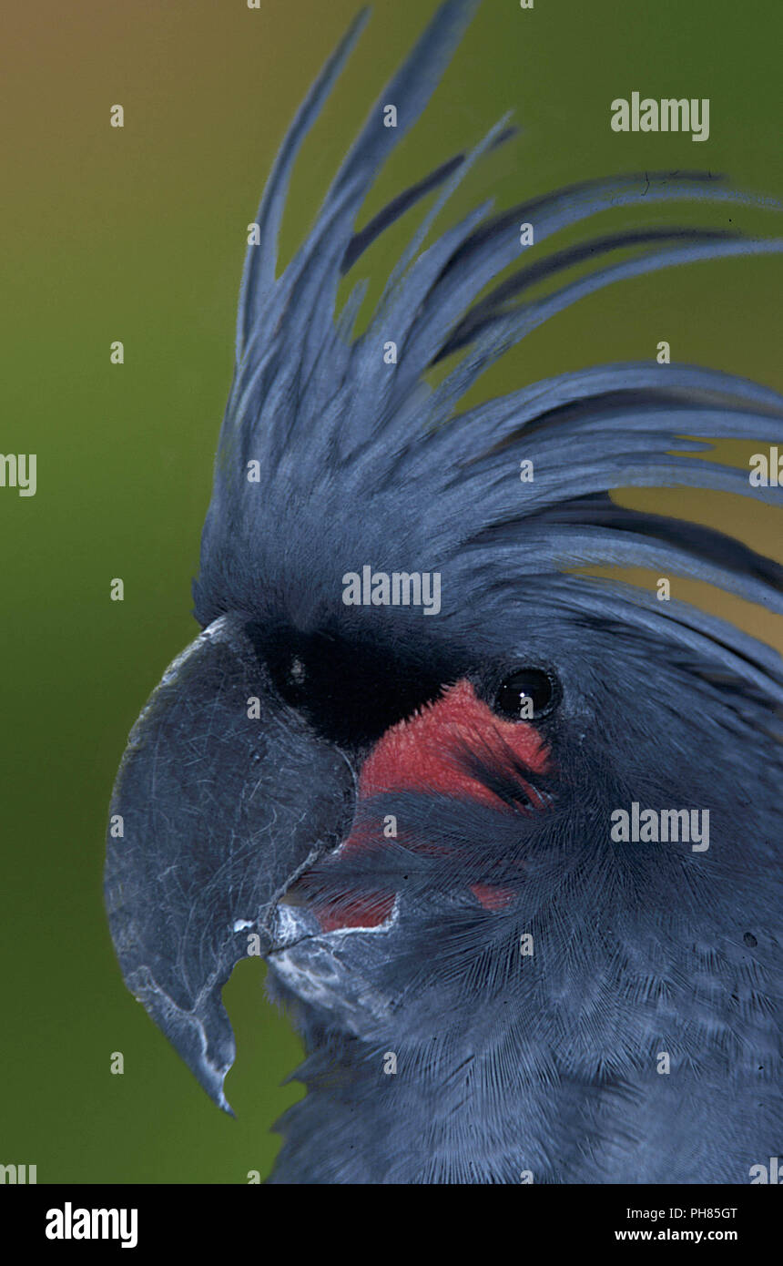 Palm Kakadu, palmkakadu, arakakadu probosciger aterrimus