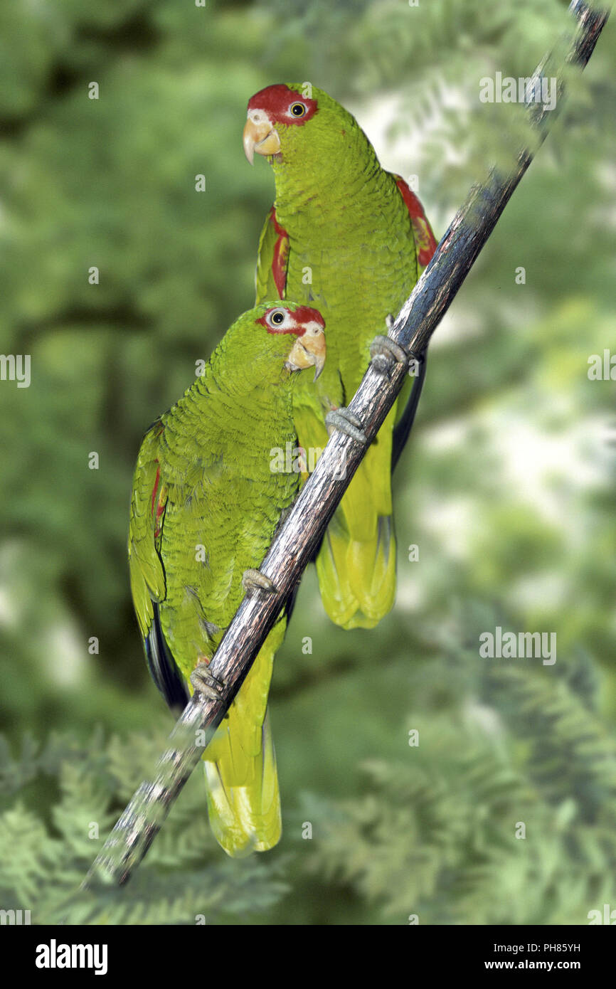Roter papageienkopf -Fotos und -Bildmaterial in hoher Auflösung – Alamy