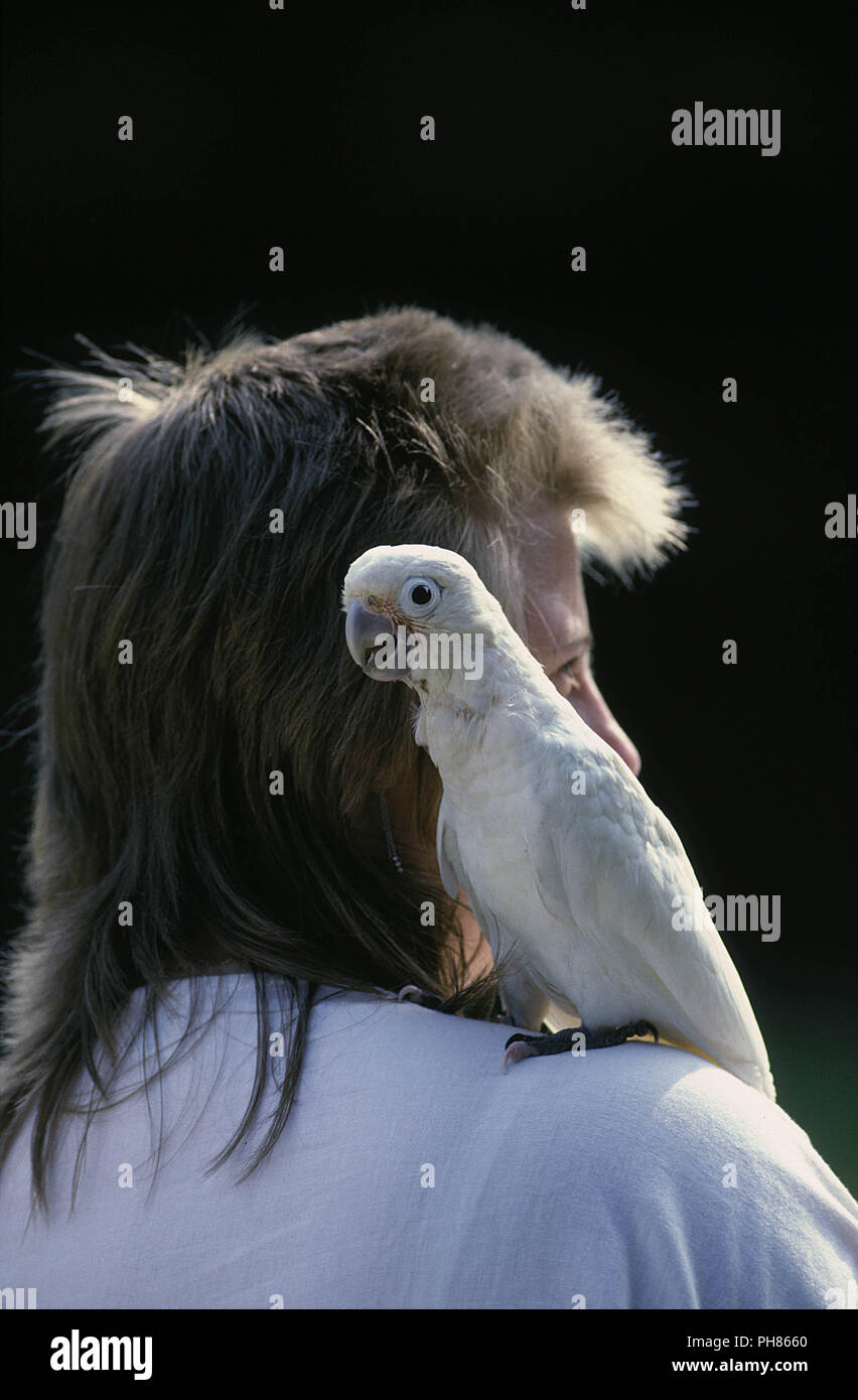 Goffins Cockatoo Goffin Kakadu Stockfotos Und Bilder Kaufen Alamy