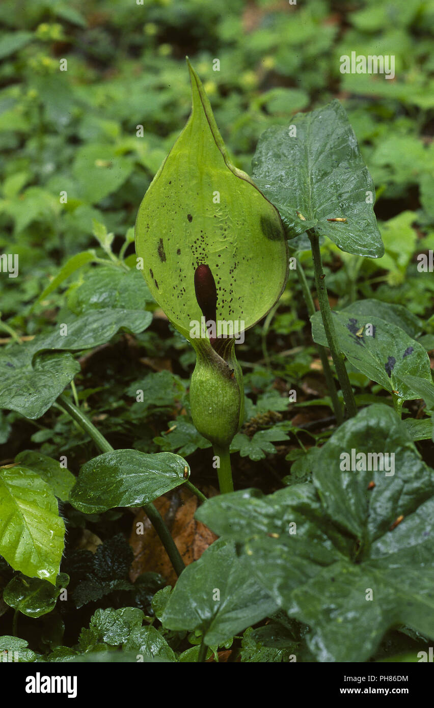Aronstab Stockfotos und -bilder Kaufen - Alamy
