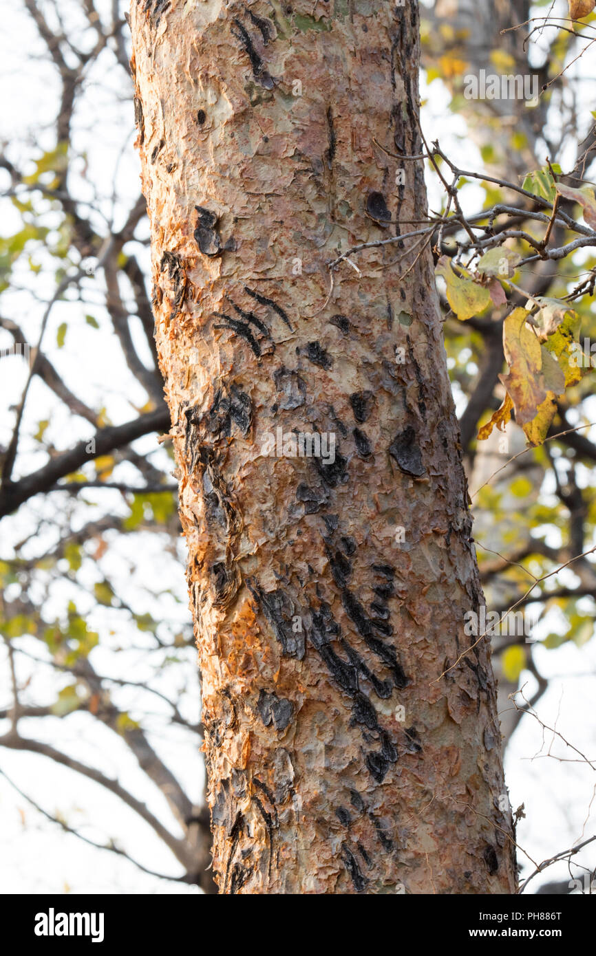 Kratzer am baum -Fotos und -Bildmaterial in hoher Auflösung – Alamy