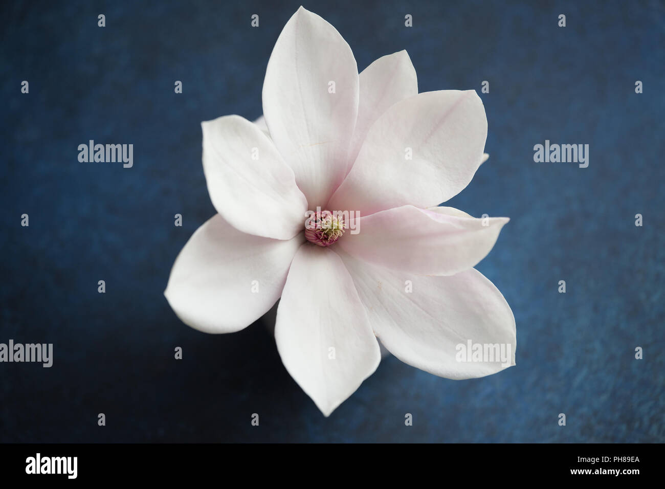 Duftende Magnolia Flower close-up auf einem blauen Hintergrund Stockfoto
