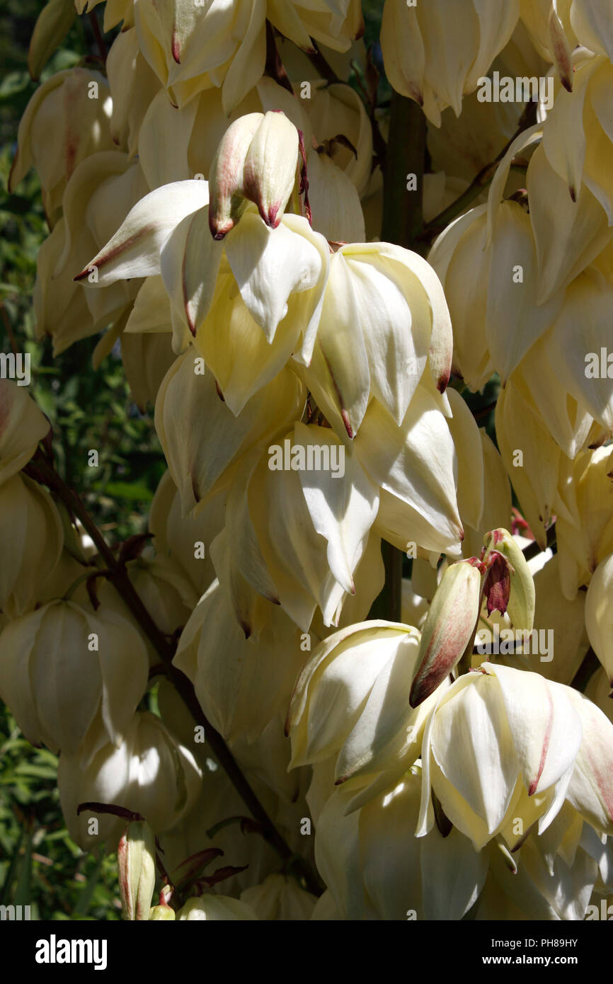 YUCCA BLUMEN Stockfoto