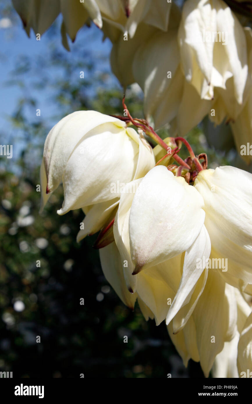 YUCCA BLUMEN Stockfoto