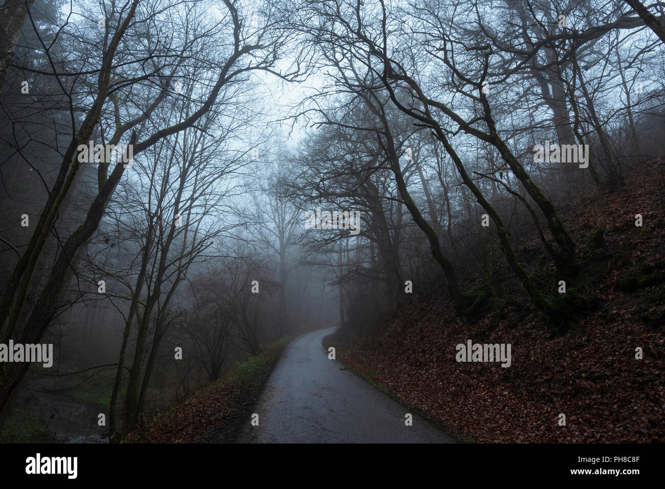 Bei kaltem Wetter Bild mit einem Wald und einem Teppich der getrockneten Blätter auf dem Boden, und eine Gasse in die Dezember Nebel, an einem kalten Morgen. Stockfoto