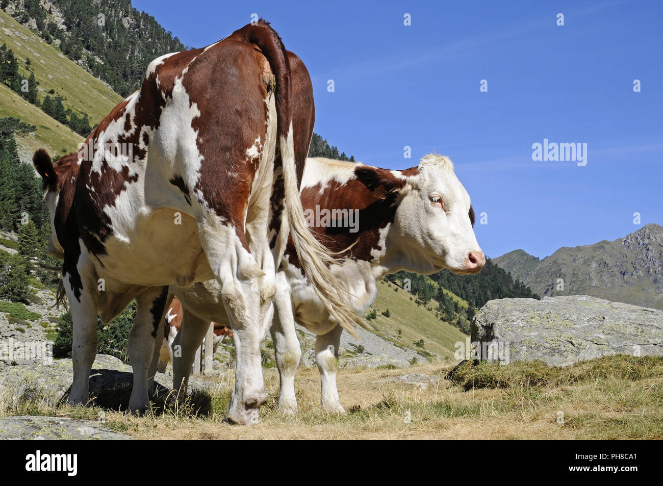 Kühe, Landschaft, Cauterets, Midi-Pyrenees, Frankreich Stockfoto