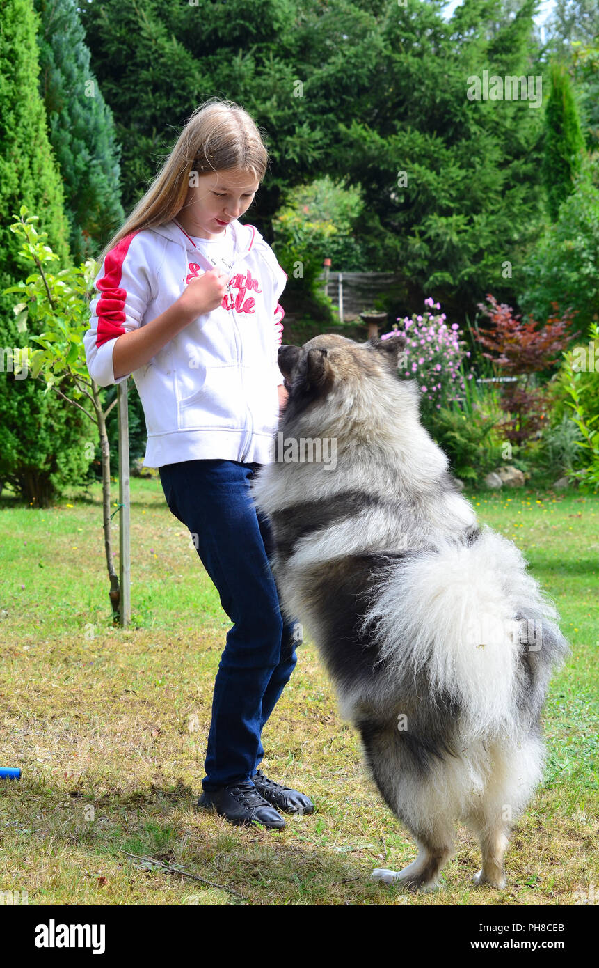 Schule Hund Stockfoto