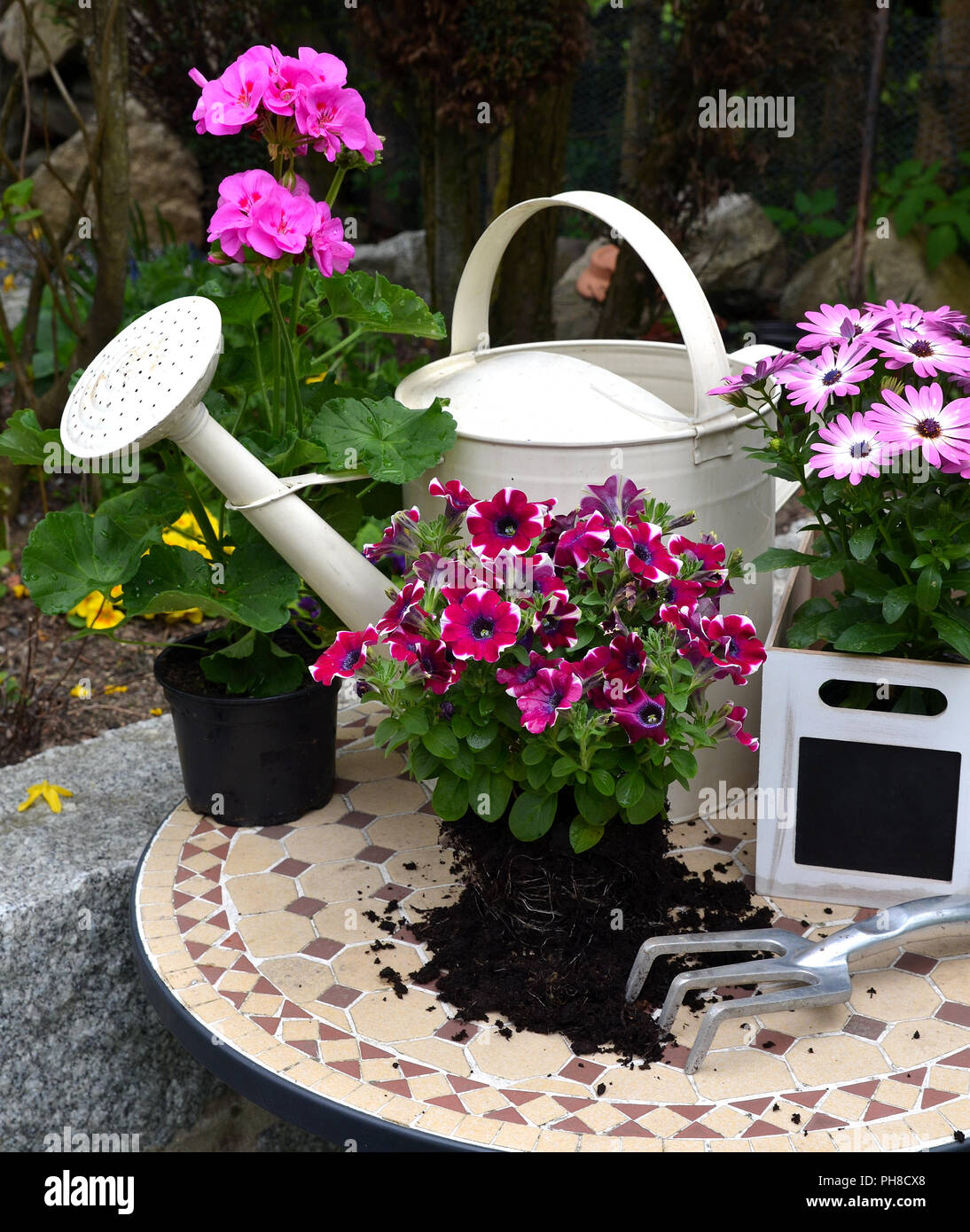 Frühlingsblumen im Garten pot Stockfoto