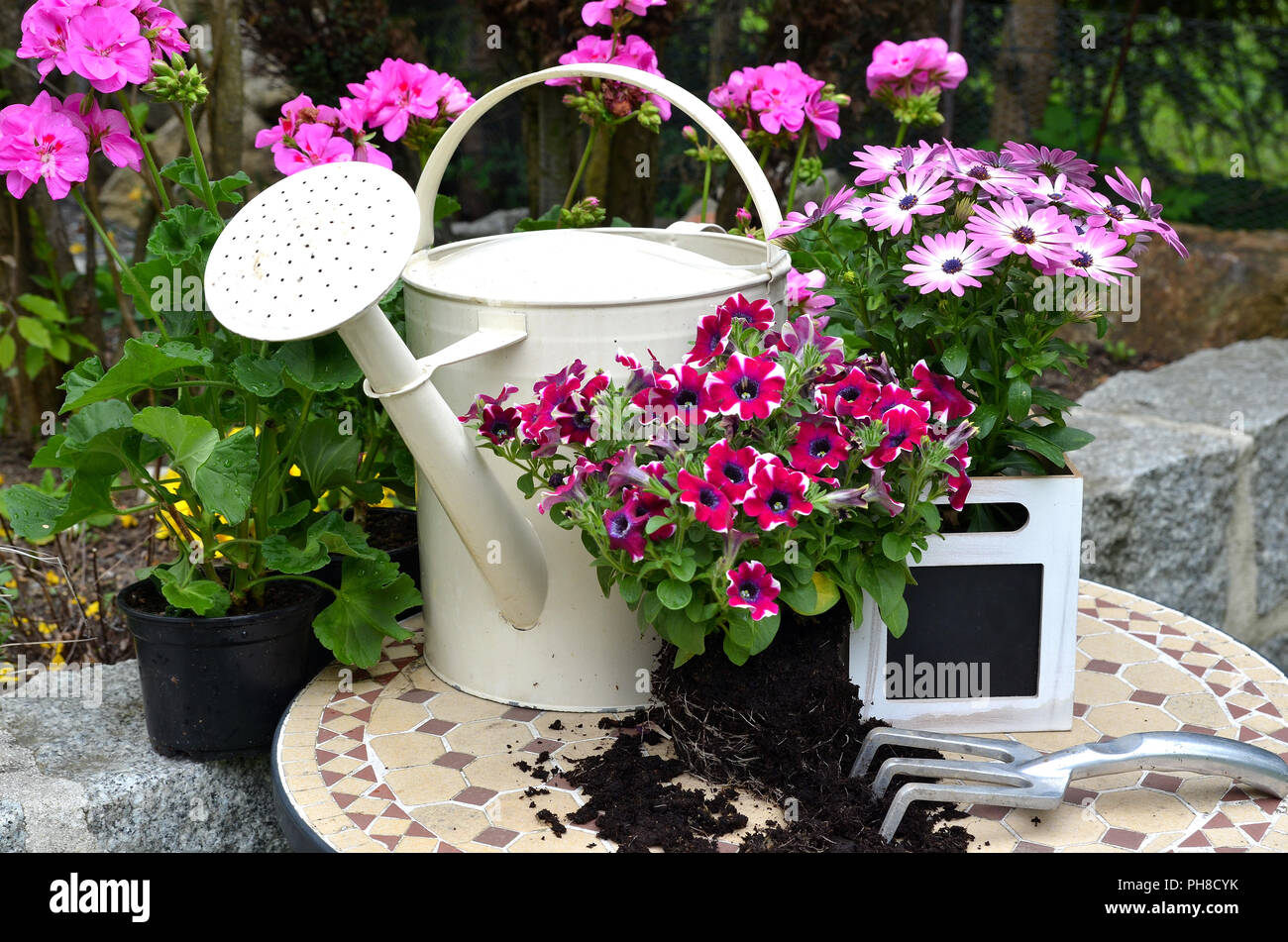 Blumen im Frühling in den Gartenpflanzen Stockfoto